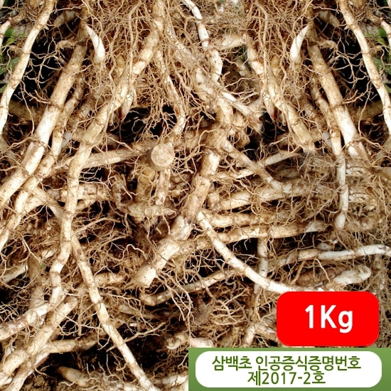 삼백초 뿌리 생뿌리 효능 1kg
